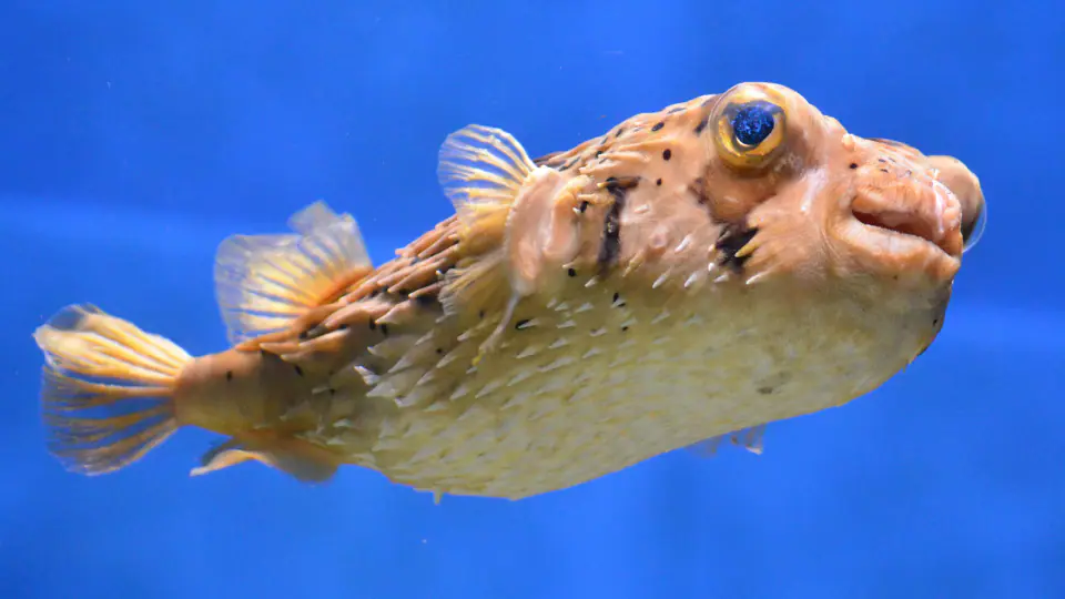 Freckled porcupinefish on exhibit at Flint RiverQuarium
