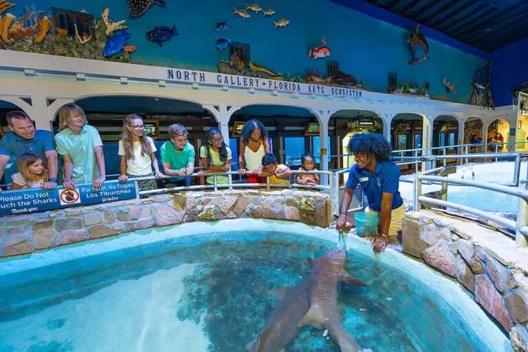 Staff-led animal feeding presentation at Key West Aquarium.