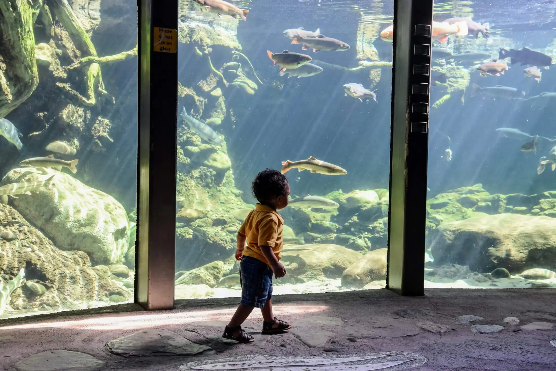 Turtle Bay Exploration Park