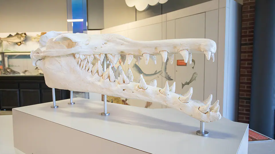 Large fossil skull exhibit at Thronateeska Heritage Center.